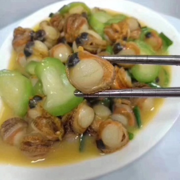白扇贝螺肉
