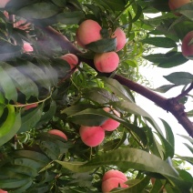 蒙阴蜜桃