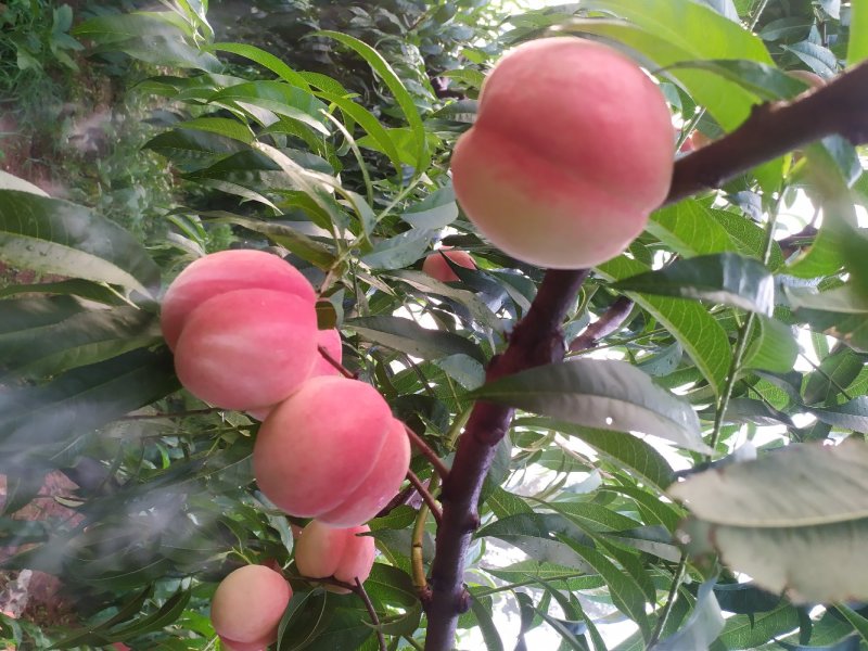 蒙阴蜜桃
