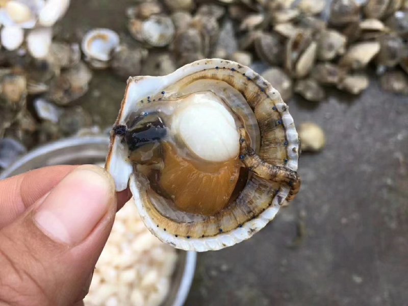 白扇贝螺肉