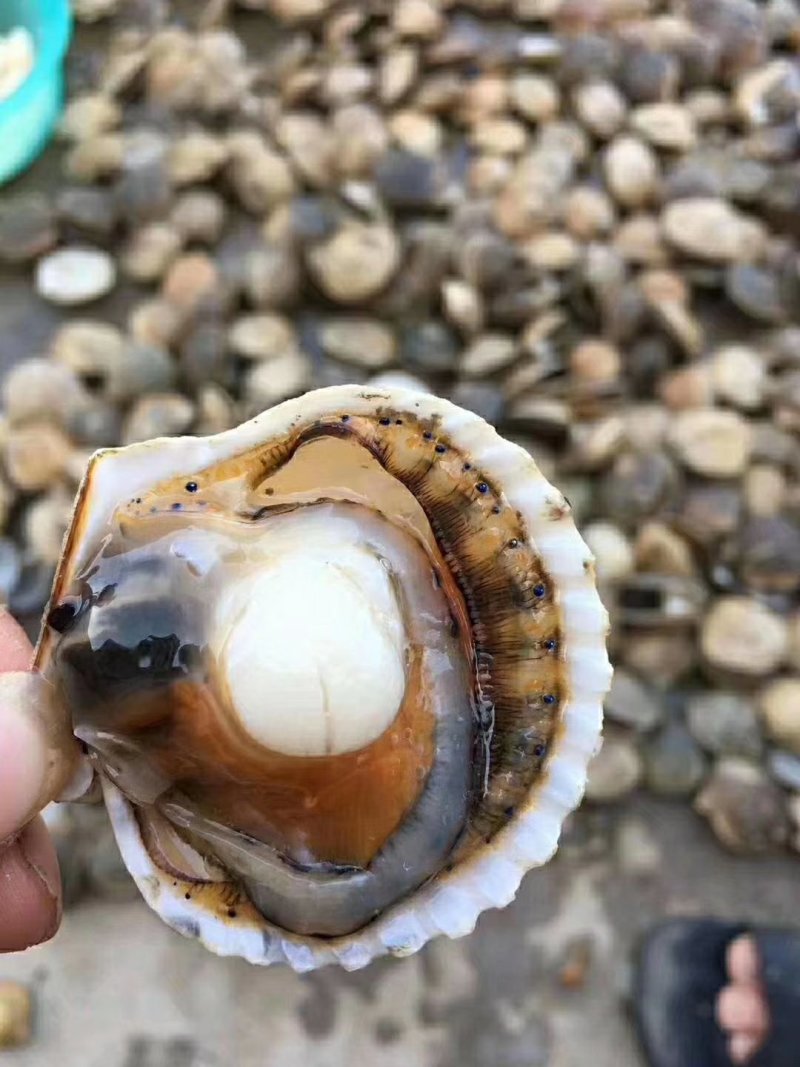 白扇贝螺肉