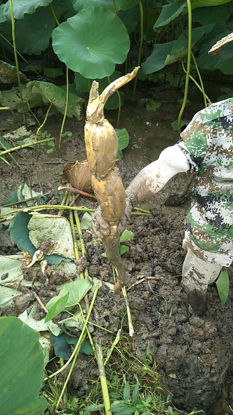 广东江门新鲜莲藕基地直产