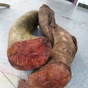 过江龙