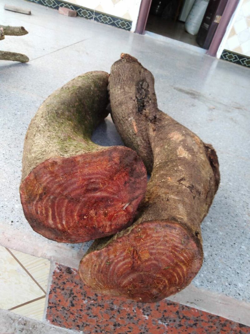 过江龙