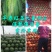【优质西瓜】早春红玉《蒋氏箱》大量供应，实价实报！