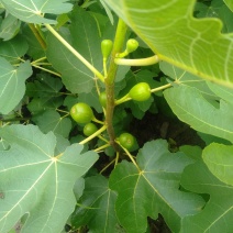 波姬红无花果杯苗，当年种植当年挂果。杯苗上车价。裸苗包邮