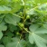 波姬红无花果苗,当年种植当年挂果。一叶一果。裸苗包邮