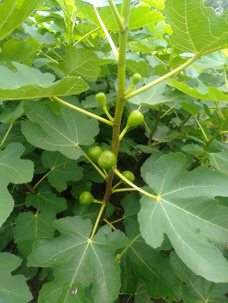 波姬红无花果苗，当年种植当年挂果。一叶一果。裸苗包邮