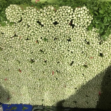 精品毛芹大量上市