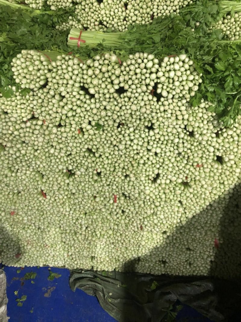 精品毛芹大量上市