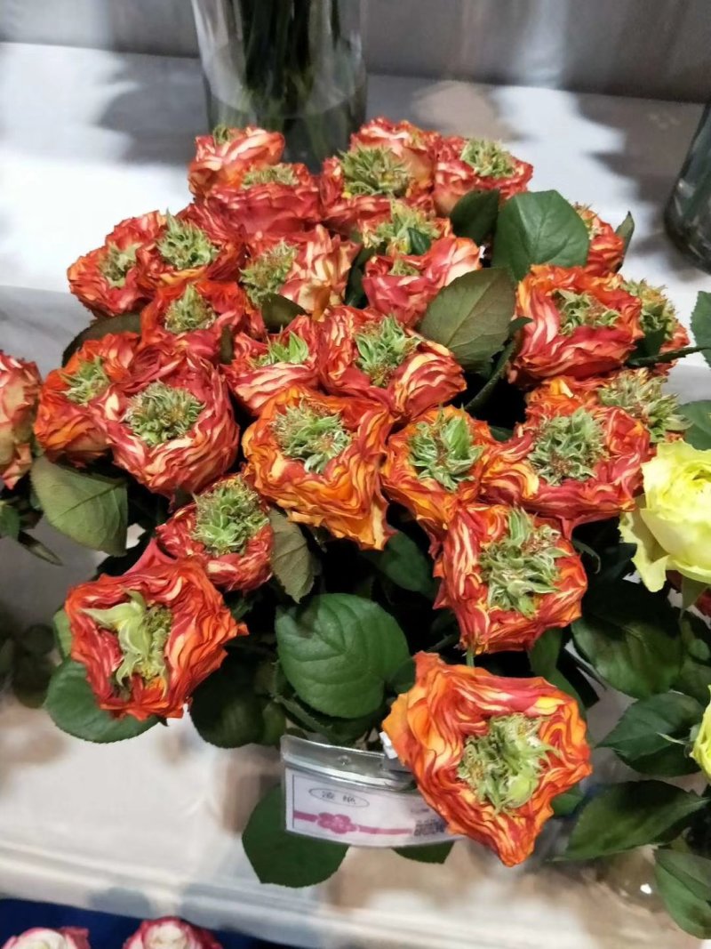 玫瑰苗基地直销品种很多四季开花也是大花月季苗