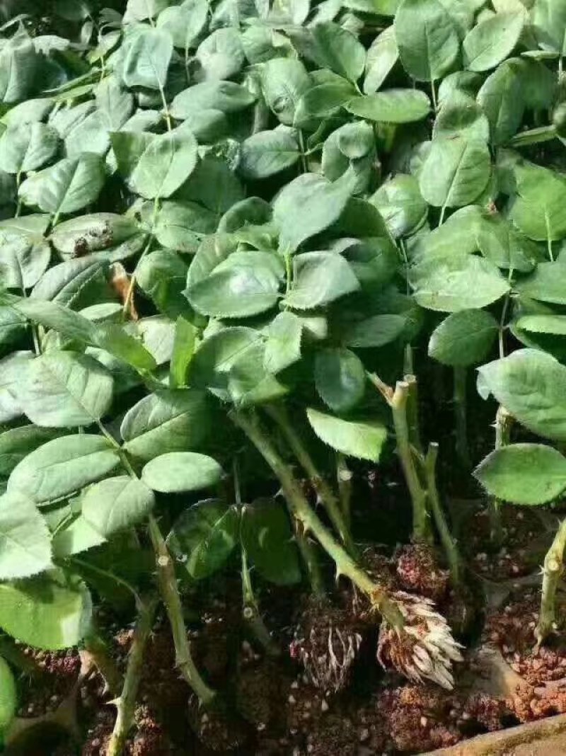玫瑰苗基地直销品种很多四季开花也是大花月季苗