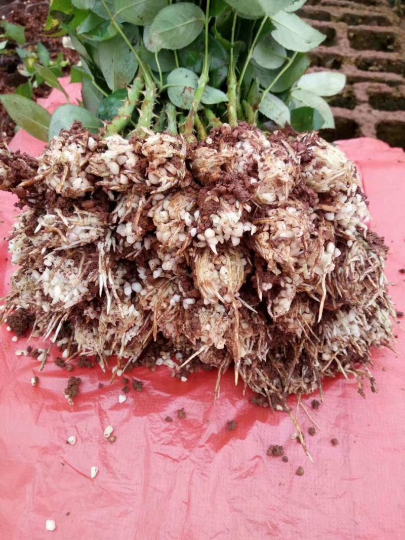 玫瑰苗基地直销品种很多四季开花也是大花月季苗