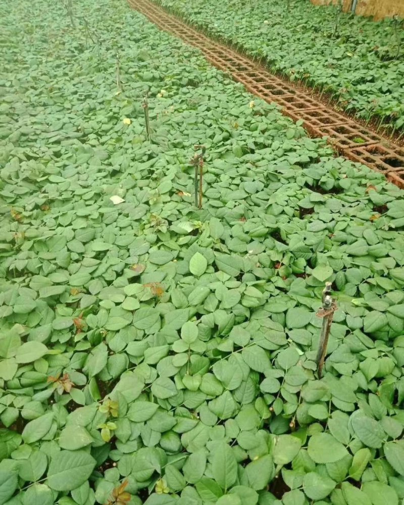 玫瑰苗基地直销品种很多四季开花也是大花月季苗