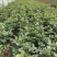微型月季花卉盆景基地直供玫瑰小盆栽品种多
