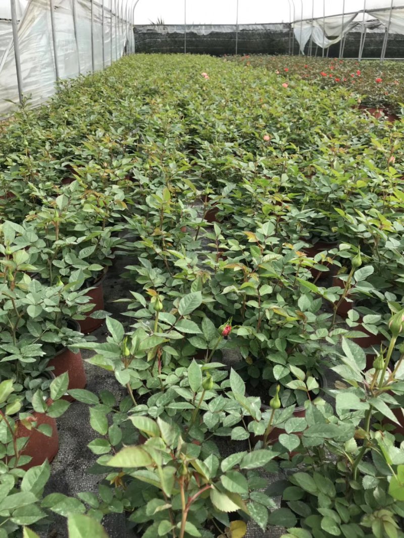 微型月季花卉盆景基地直供玫瑰小盆栽品种多