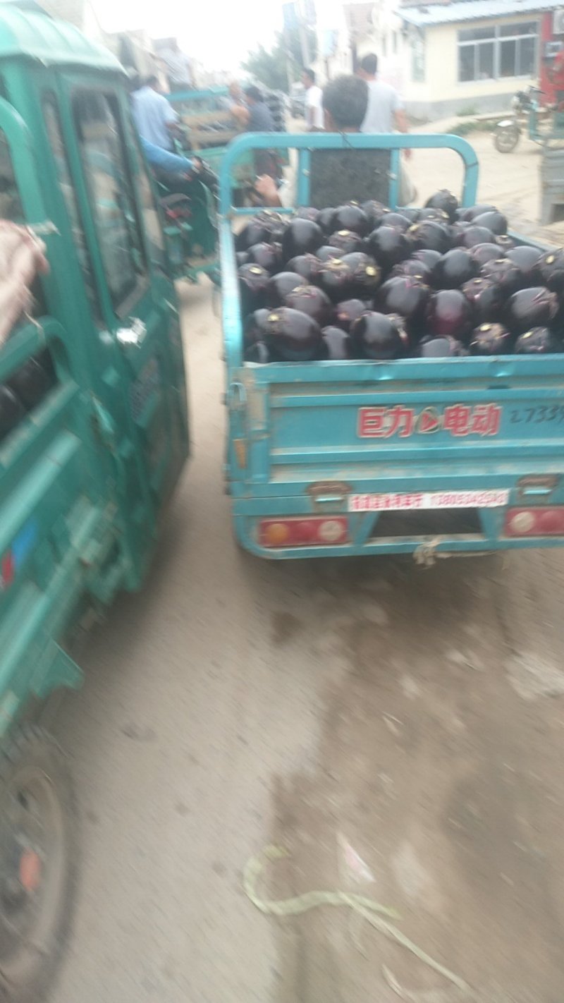 精品大红袍茄子大量上市中