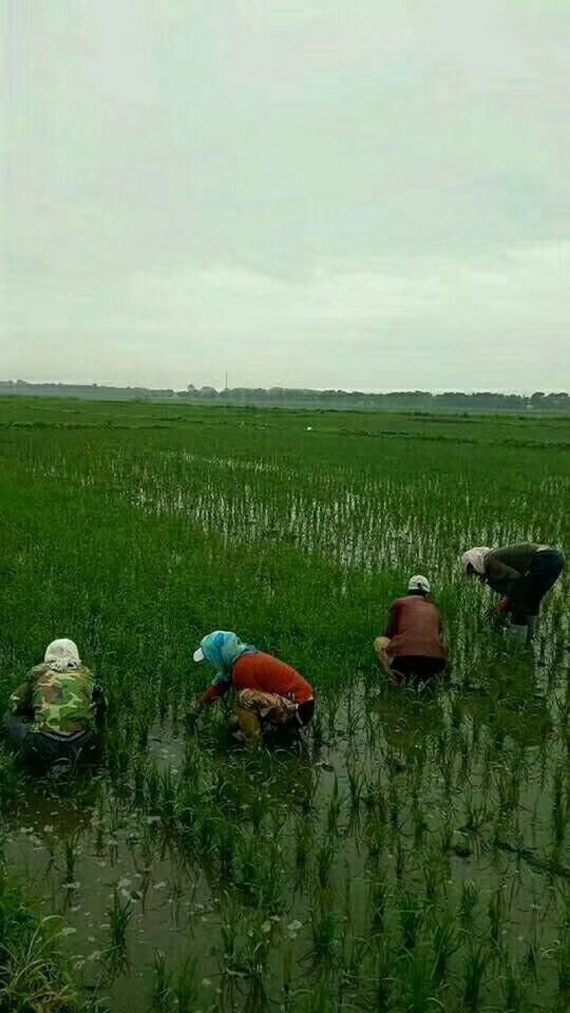 无农药化肥残留，纯天然山泉水灌溉