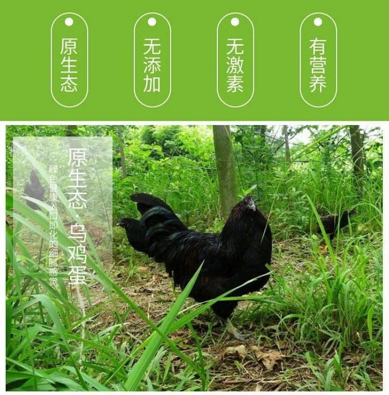 鸡蛋农户散养绿壳鸡蛋现捡现发产地无公害认证现捡现发