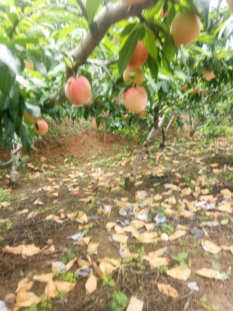 脆红李