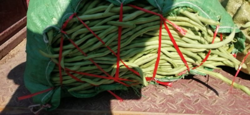 精品架豆王无筋豆无丝豆产地一手货源实力代发全国