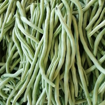 精品架豆王无筋豆无丝豆产地一手货源实力代发全国