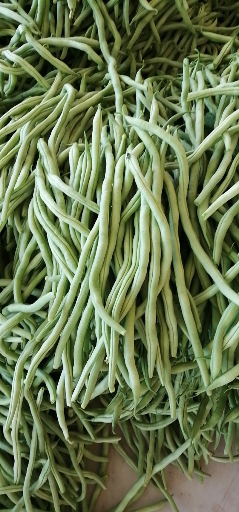 精品架豆王无筋豆无丝豆产地一手货源实力代发全国
