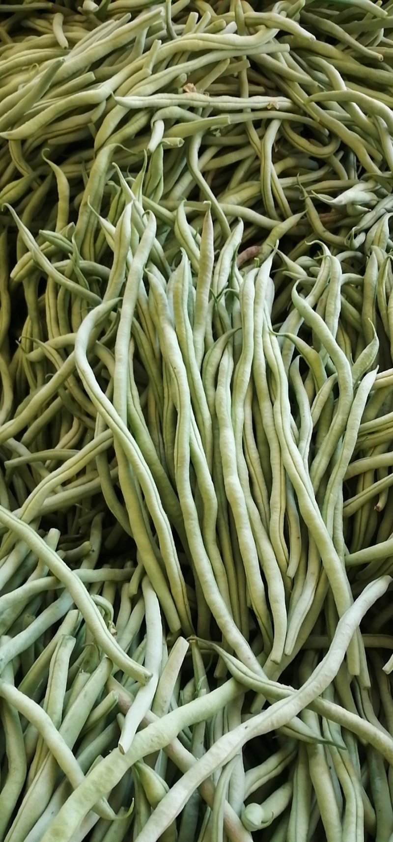 精品架豆王无筋豆无丝豆产地一手货源实力代发全国