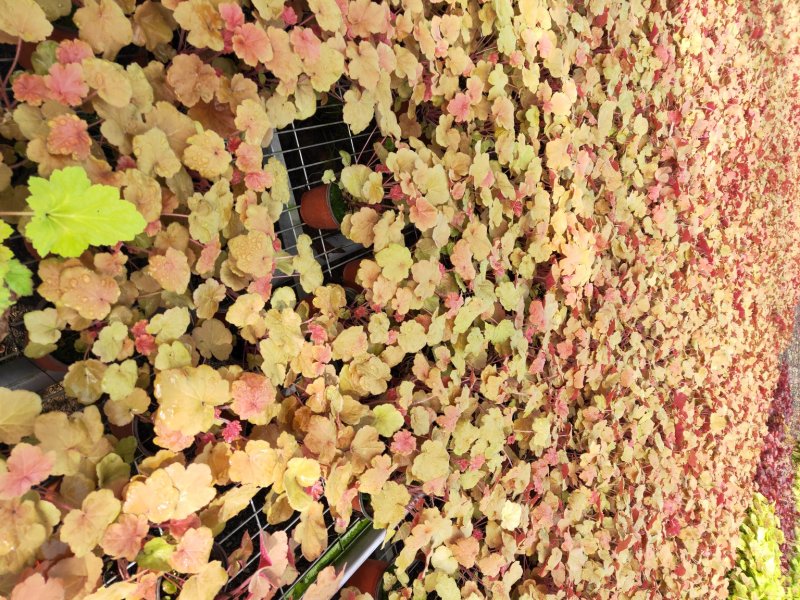 矾根花苗基地直发量大从优包成活品种放心苗