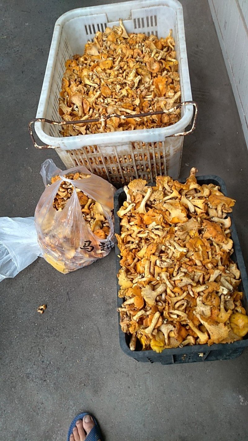 大山野生精选鸡油菌珍贵野生菌产地直供