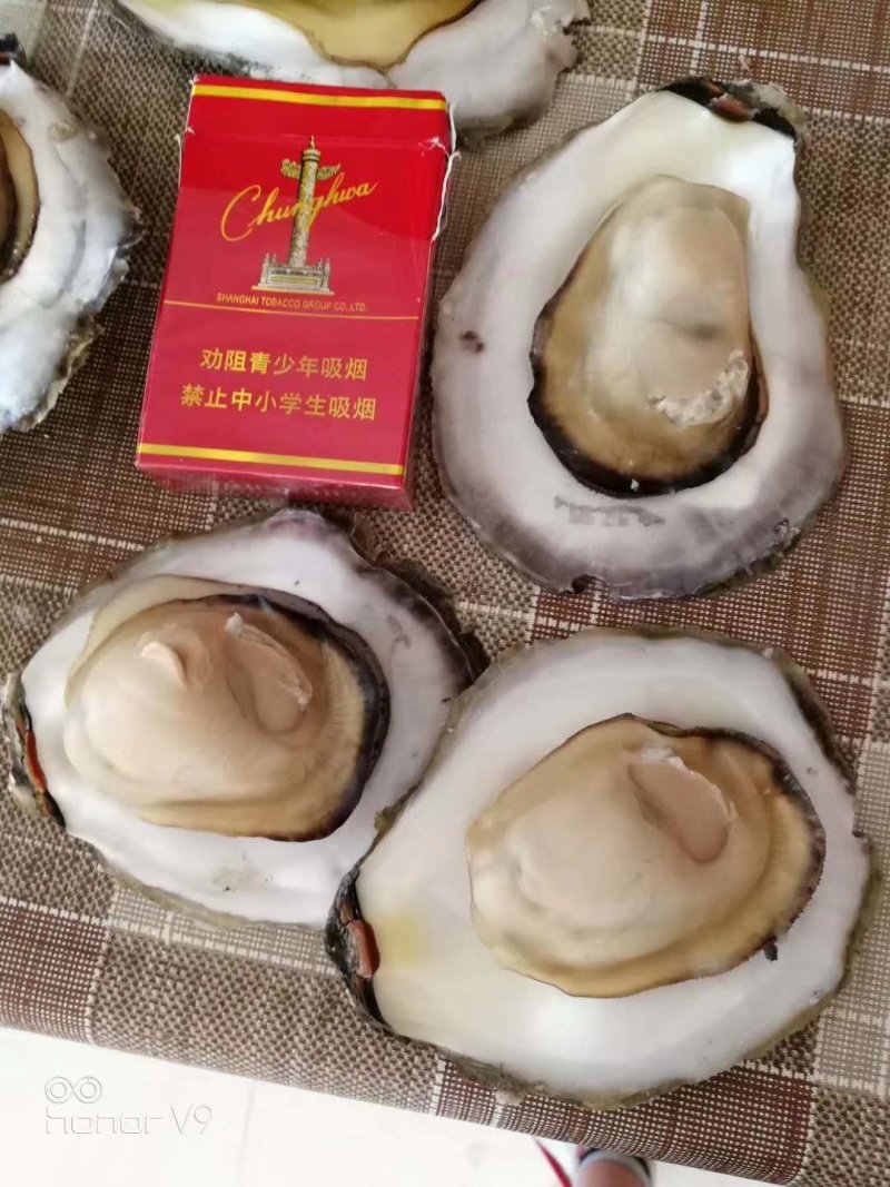 生蚝，扁蚝，圆蚝，贝隆生蚝，马蹄蚝，朝鲜进口生蚝，三倍体