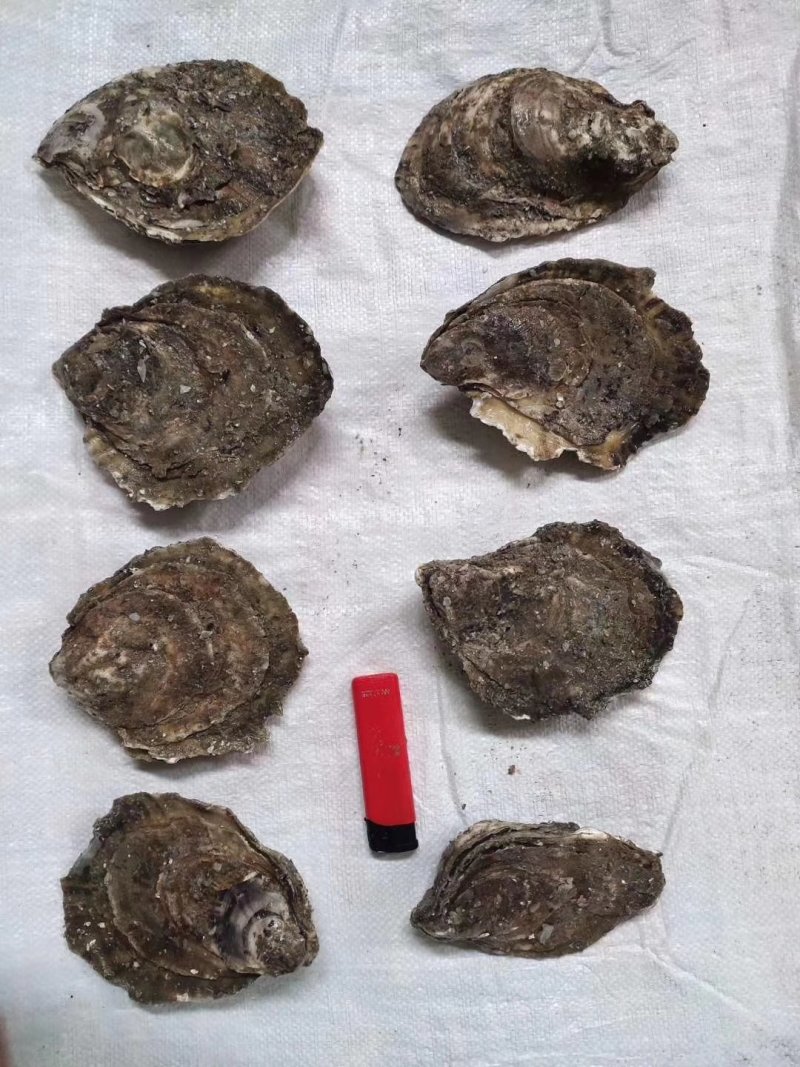 生蚝，扁蚝，圆蚝，贝隆生蚝，马蹄蚝，朝鲜进口生蚝，三倍体