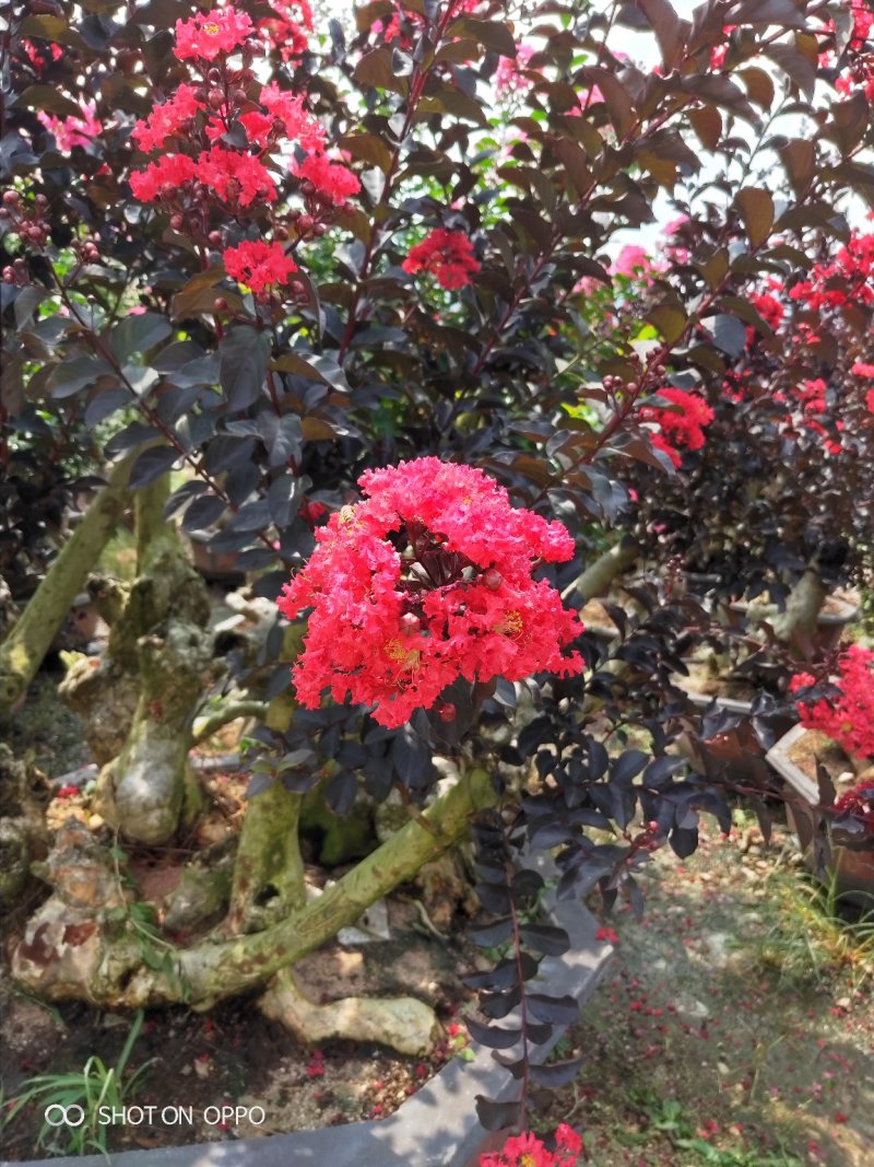 紫薇盆景天鹅绒火箭红福建漳州盆景基地批发