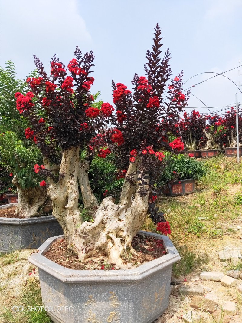 紫薇盆景天鹅绒火箭红福建漳州盆景基地批发