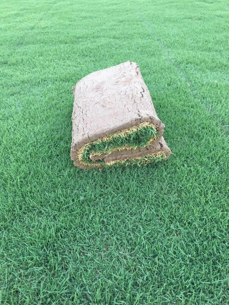 果岭草