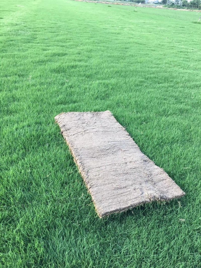 果岭草