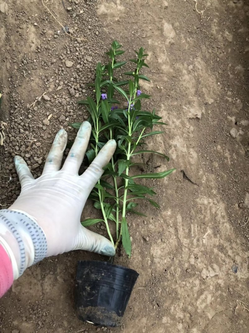 多年生香彩雀花型小巧，观赏期长耐高温易成活。