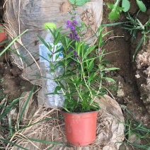 多年生香彩雀花型小巧，观赏期长耐高温易成活。