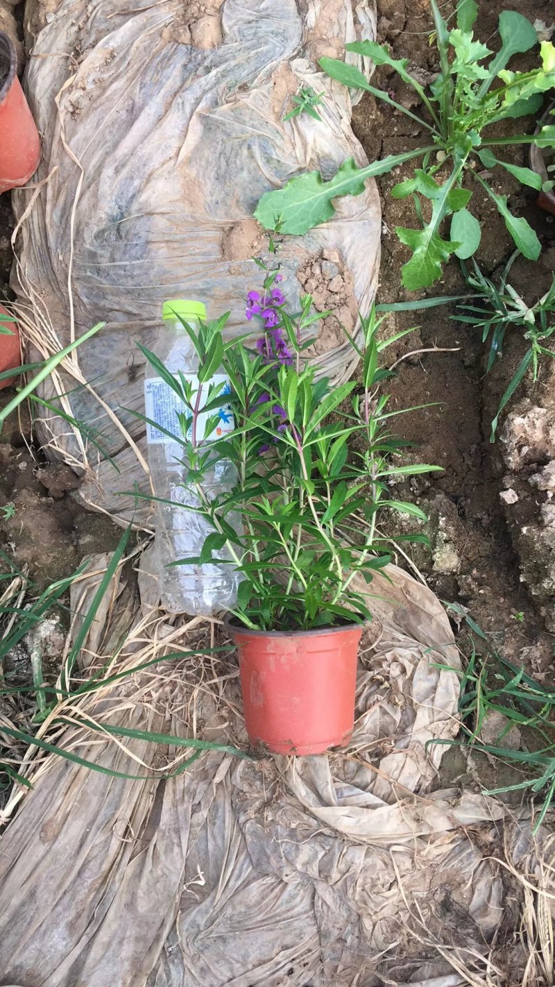 多年生香彩雀花型小巧，观赏期长耐高温易成活。