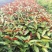红背桂高度20到30厘米福建苗木基地批发