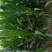 黄鲜玉米
