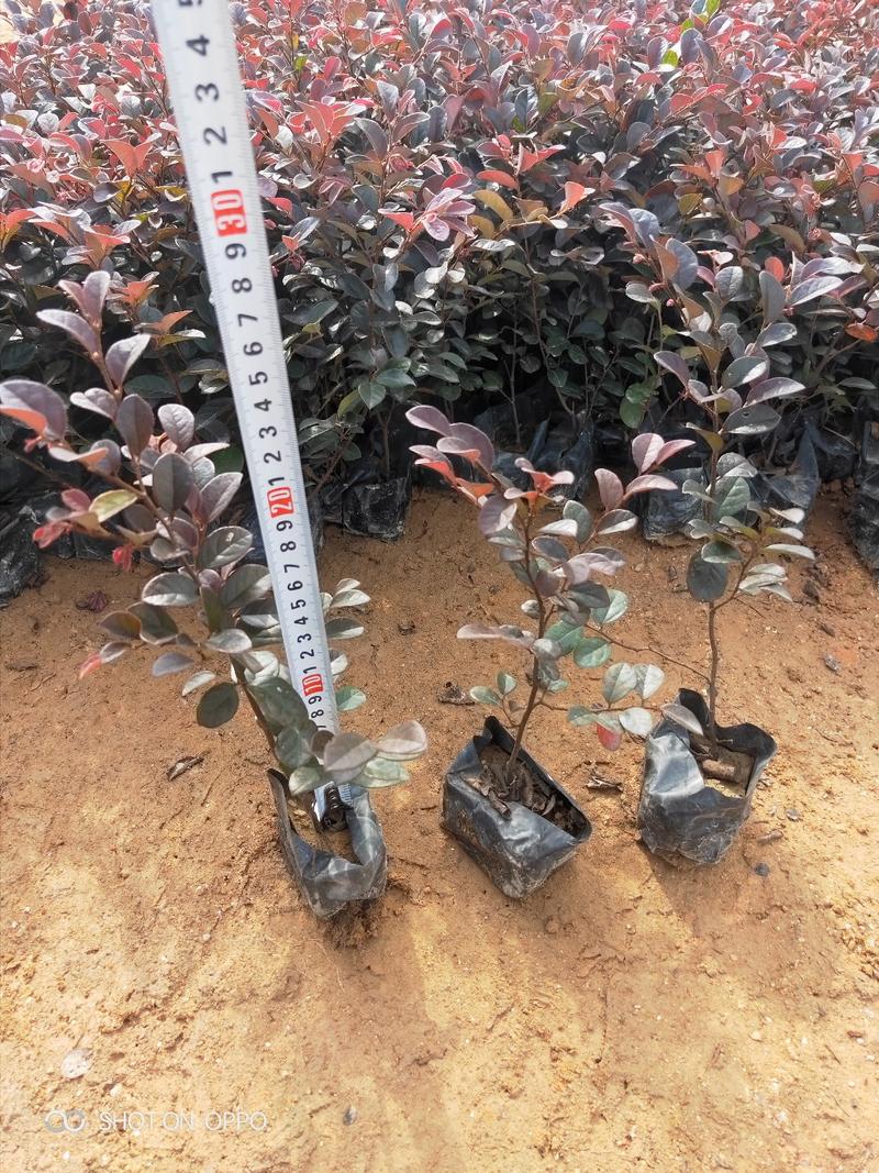 红花继木红继木高18到30厘米福建漳州苗木基地
