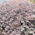 红花继木红继木高18到30厘米福建漳州苗木基地
