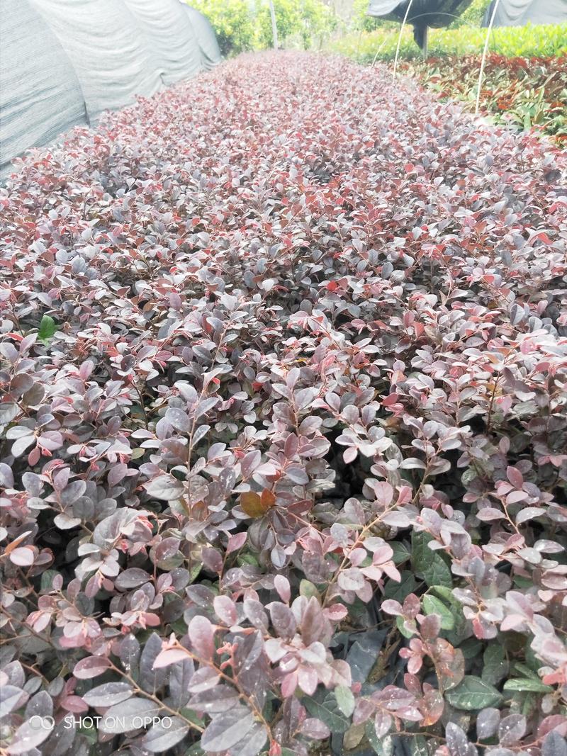 红花继木红继木高18到30厘米福建漳州苗木基地
