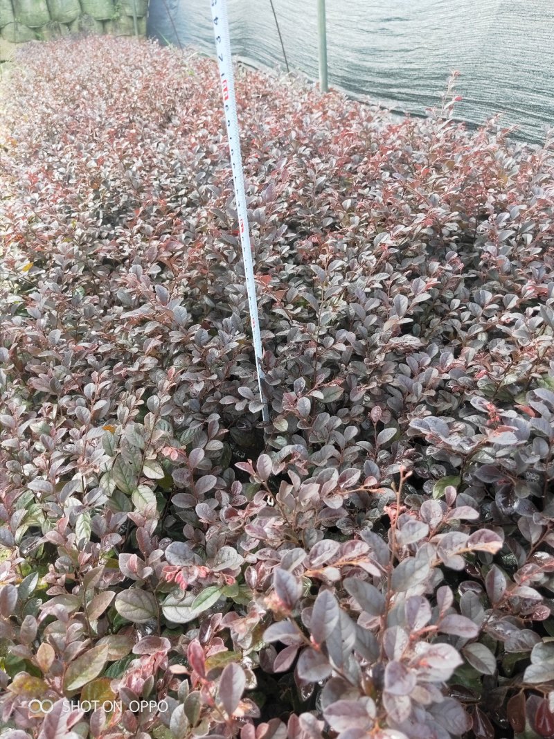 红花继木红继木高18到30厘米福建漳州苗木基地