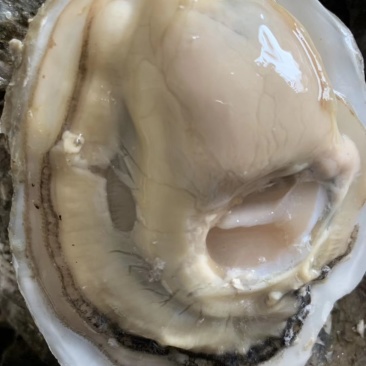 生蚝，扁蚝，圆蚝，贝隆生蚝，马蹄蚝，朝鲜进口生蚝，三倍体