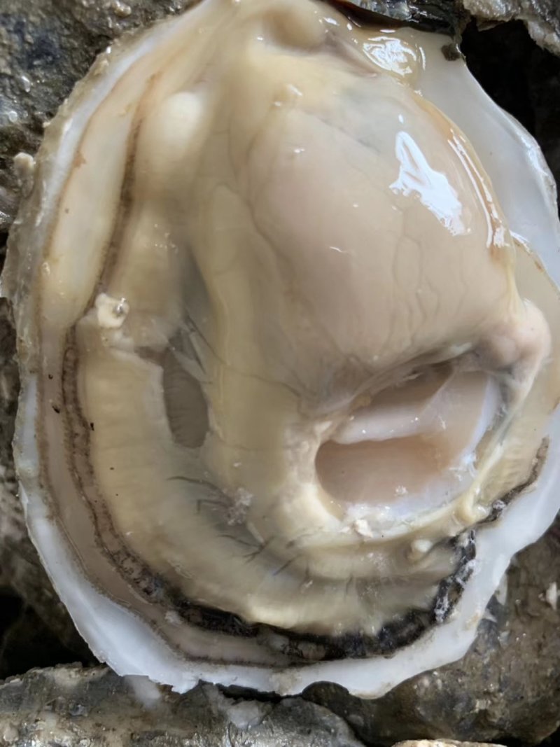 生蚝，扁蚝，圆蚝，贝隆生蚝，马蹄蚝，朝鲜进口生蚝，三倍体