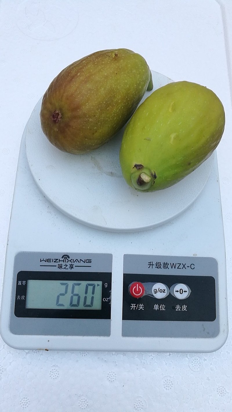 山东新鲜水果无花果新鲜布兰瑞克巨春果大果现摘现发批发