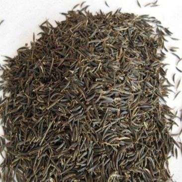 花草种子花卉种子波斯菊种子