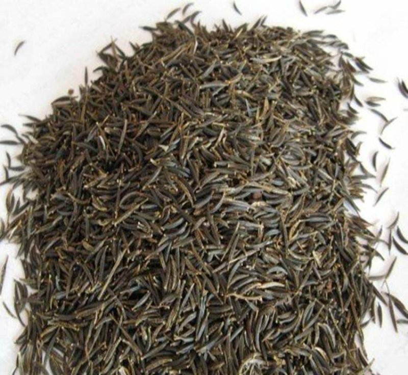 花草种子花卉种子波斯菊种子